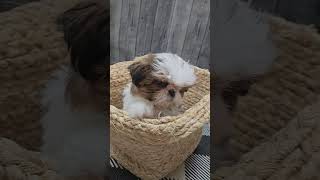 🌟Meet Our Newest Shih Tzu Puppy🐶❣️petlandracine shihtzupuppies shihtzupuppiesforsale shorts [upl. by Annairam796]