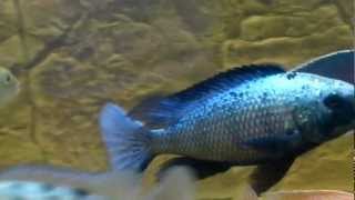 Fossorochromis rostratus [upl. by Primrose]