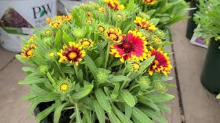 Gaillardia Spintop Orange Halo Blanket Flower  Cheery BRIGHT Flowers  AMAZING Breeding [upl. by Anod]