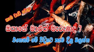 Fish Food Sinhala  Malu kema  How to feed fish Sinhala [upl. by Picardi]