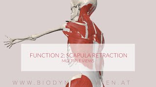 Latissimus Dorsi Functions Part 2 Scapula retraction 3D ANIMATION [upl. by Barbette]