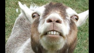 Top 10 Funny Goat Videos  Funniest Goats BEST OF [upl. by Tchao]