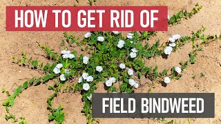 How to Get Rid of Field Bindweed Weed Management [upl. by Oivlis]