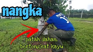 Episod1262 nangka batang senget bertongkat kayu [upl. by Anawed898]