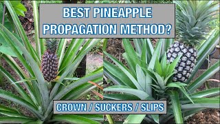 How to Propagate Pineapple Plants Which Method Works Best [upl. by Marylinda]