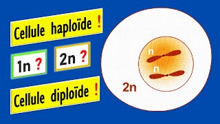 Cellule haploïde et cellule diploïde Signification de 1n et 2n chromosomes [upl. by Chiang]