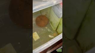 Best food for fish breeding viralvideo shorts [upl. by Nelleh]