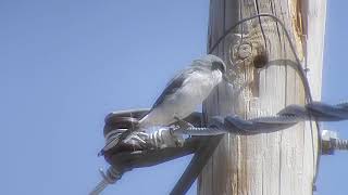 Shrike The many sounds of a Shrike video 2 of 3 [upl. by Nomrej]