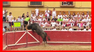 CORTES  NAVARRA  TARDE VACAS PLAZA  MIERCOLES 27 SEPTIEMBRE 2023  GANADADRIAN DOMINGUEZ [upl. by Rucker421]