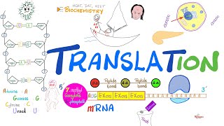 Translation mRNA to Proteins amp Ribosomes rER  Posttranslational Modification 🧬 [upl. by Elokin395]