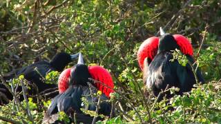 Great Frigatebirds of Genovesa Island [upl. by Remas]