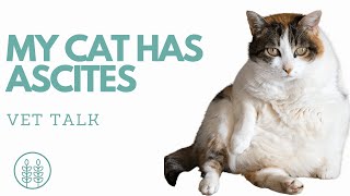 Q My Cat Has Ascites │ Twin Trees Vet Talk FREE VET ADVICE PODCAST [upl. by Manoff]