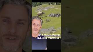 La Historia del Elefante Melo humor shortvideo [upl. by Ancelin]