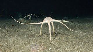 Brittle Stars  Fascinating facts about the unusual echinoderm that flees from light [upl. by Africa]