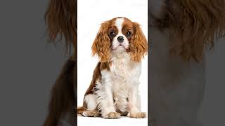 Cavalier King Charles Spaniel [upl. by Direj]