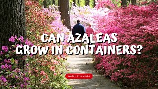 Can Azaleas Grow in Containers 🌸🌱👍 [upl. by Ginnie]