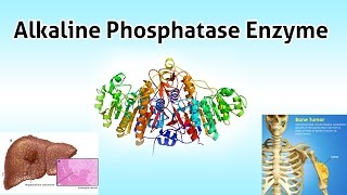 Alkaline Phosphatase Enzyme  Clear Over View [upl. by Bergman]