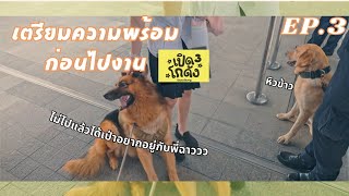 VLOG  เตรียมความพร้อมให้ซาโบ้ก่อนไปงานเปิดโกดัง 3  EP3 [upl. by Ettevad]