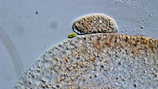 Freshwater ciliate showing a thigmotactic behaviour [upl. by Sethrida]