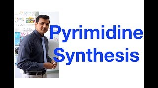 Pyrimidine Synthesis [upl. by Nimsaj520]