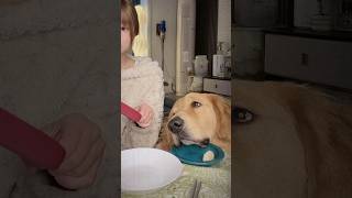 The gaze of a hungry soul😂 goldenretriever dog funnydogs funnydoggos goldendoodle [upl. by Rahr]