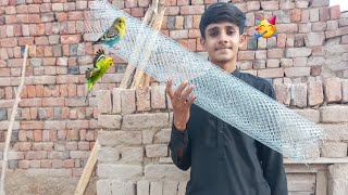 Birds Ki Jali La Aye 🥳 [upl. by Annotahs]