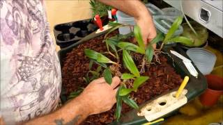 Re potting and dividing a Bulbophyllum orchid [upl. by Tomkins]