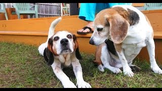 Beagle Howling at Sirens with Other Cute Dogs Playing [upl. by Forras]