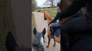 first time meeting a horse  cart full video is on my channel🌟 equine gopro hack [upl. by Enrobialc488]