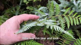 My cyathea Dealbata from seed [upl. by Standush]