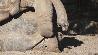 💗 Accouplement de Tortues Géantes des Seychelles 💗 [upl. by Nidraj]