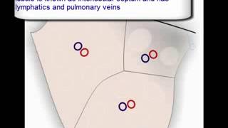 Lung Anatomy primary pulmonary lobule secondary pulmonary lobule acinus [upl. by Ahsena]