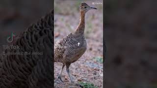 tinamou to the tallest bird to ever walk the Earth giant moa [upl. by Selda418]