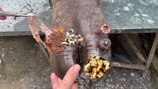 SHOCKING truth about cutting and trimming cow hooves removing screws stuck in hooves [upl. by Ailla113]