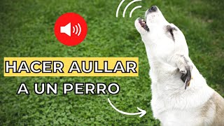 Prueba para Hacer Aullar a un Perro 🐶🔊 Sonidos para perros [upl. by Enelcaj86]