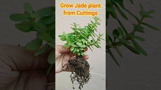 Propagate Jade plant from stem  Jade plant from Cuttings  crassula ovata plant propagation shorts [upl. by Alexia]