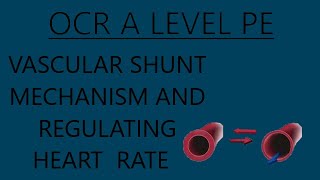 OCR A Level PE  Vascular Shunt Mechanism and The Regulation of HR During ExerciseRecovery [upl. by Enirroc]