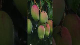 LA MANGUE 🥭 [upl. by Nedle]