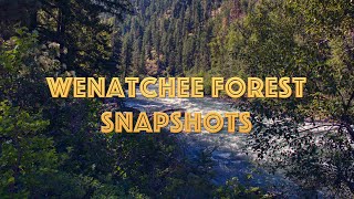 Wenatchee Forest Snapshots [upl. by Warrin220]