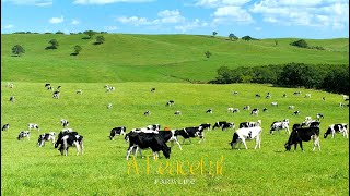 A Peaceful Farm Life  Farm Ambience  Relaxing Cow Instrumentals  Sounds of Farm amp Nature [upl. by Luigi]