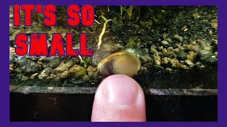 Have I Bred Nerite Snails In Fresh Water [upl. by Enair]