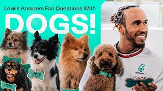 Cute Dogs Help Lewis Answer Fan Questions [upl. by Eillas]