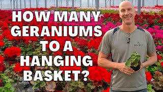 How Many Geraniums To Put In A Hanging Basket [upl. by Natie]