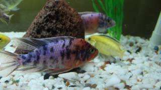 African Cichlid Fish Tank Aquarium Part 3 closeup [upl. by Consolata]