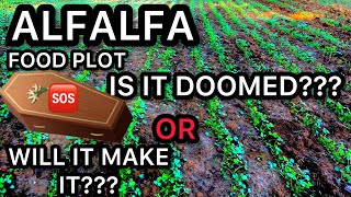 ALFALFA FOOD PLOTBIG PROBLEMSIS IT DOOMED [upl. by Bihas539]