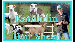 KATAHDIN HAIR SHEEPLAMBING lambing sheep katahdin farming [upl. by Leohcin]