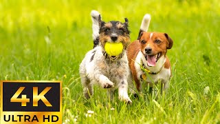 AnxietyRelieving Songs for Dogs to Listen in 11 Hours ⭐🐶 Anti Anxiety amp Prevent Boredom Videos [upl. by Bowers480]