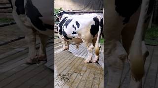 Magnificent Holstein Friesian bull from Taz Cattle Ranch [upl. by Cesare]