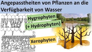 Xerophyten Hydrophyten Hygrophyten  Angepasstheit von Pflanzen an die Verfügbarkeit von Wasser [upl. by Ahsael870]