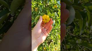 Stans Citremon Lemon x Trifoliate Orange hardycitrus citrus gardening [upl. by Ynnij328]